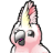 Cockatoo